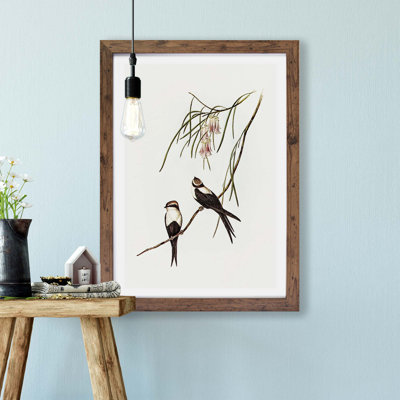 White-breasted Swallows by Elizabeth Gould - Framed Print