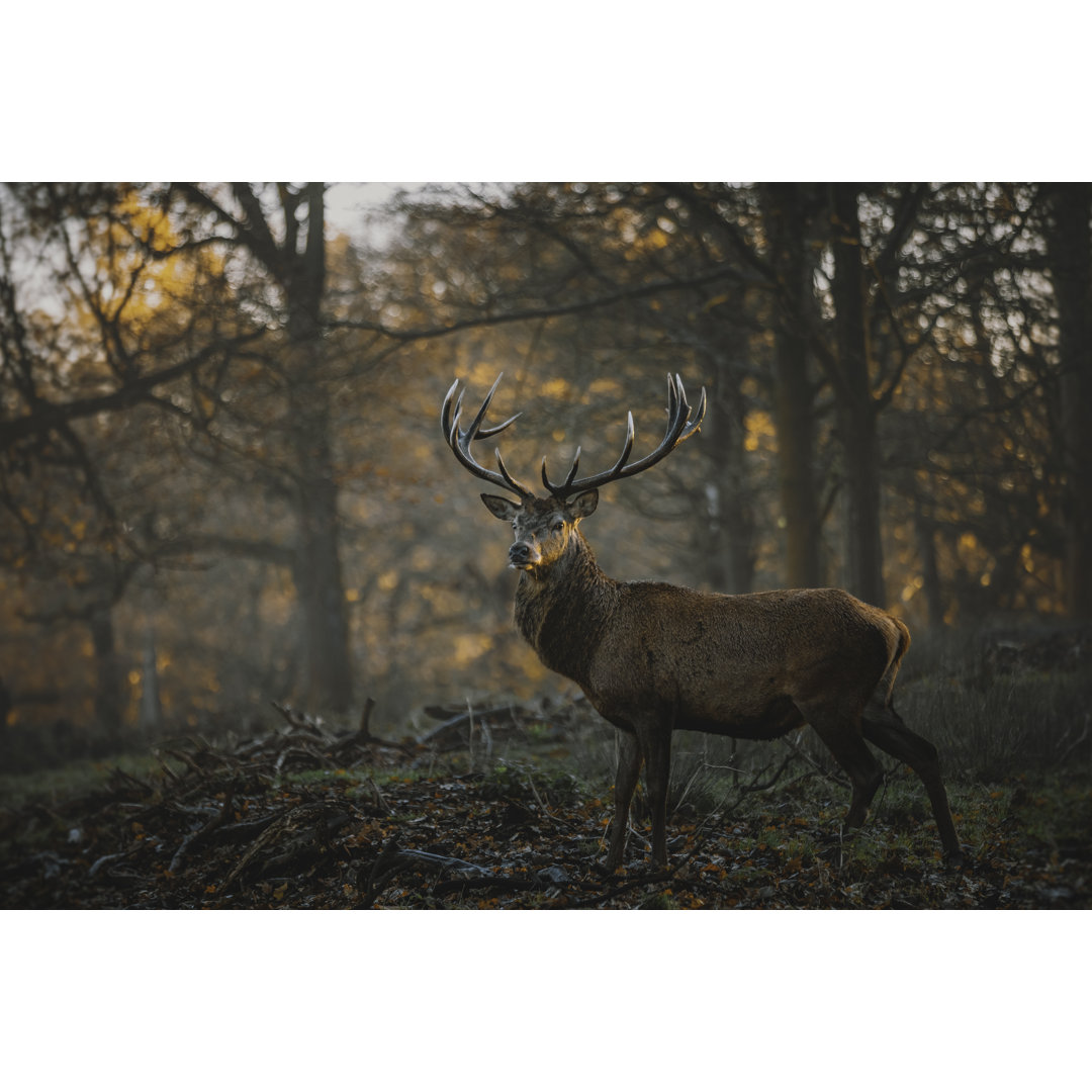 Red Deer von Serts - Kunstdrucke auf Leinwand ohne Rahmen