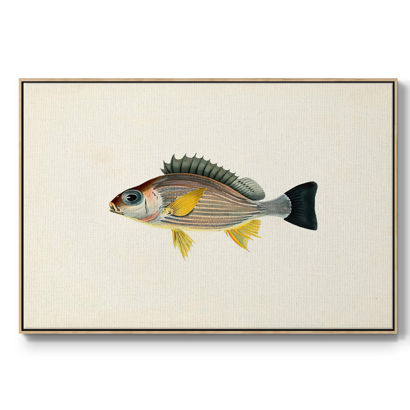 " Tropical Fish Collection III ", 27" H x 41" W x 2" D, Natural Wood Framed