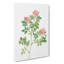 Corymb Rose In Pink by Pierre-Joseph Redoute - Wrapped Canvas-55371229