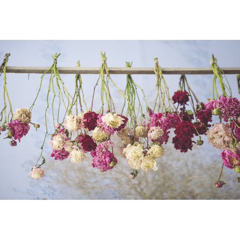 Pivoines colorées par Eva-Katalin, H 8 po x l 12 po