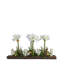 WHITE AMARYLLIS IN WOOD TRAY-2075315871