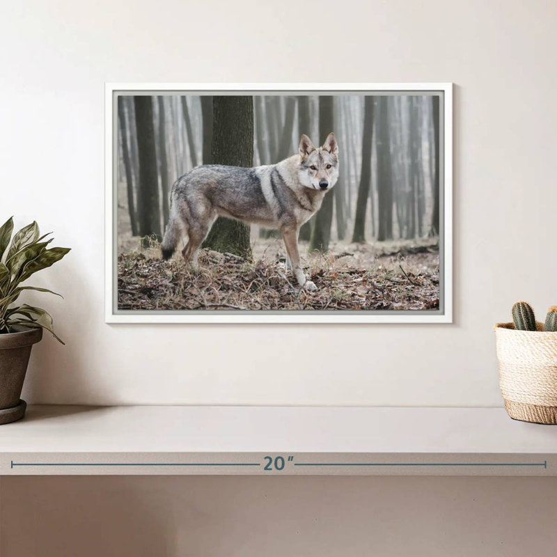 Loup d'hiver brumeux, Cadre flottant blanc, 13 po x 9 po