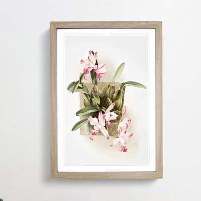 Magnolia Flowers Illustration Tab. 10 by Frederick Sander - Picture Frame Painting Print