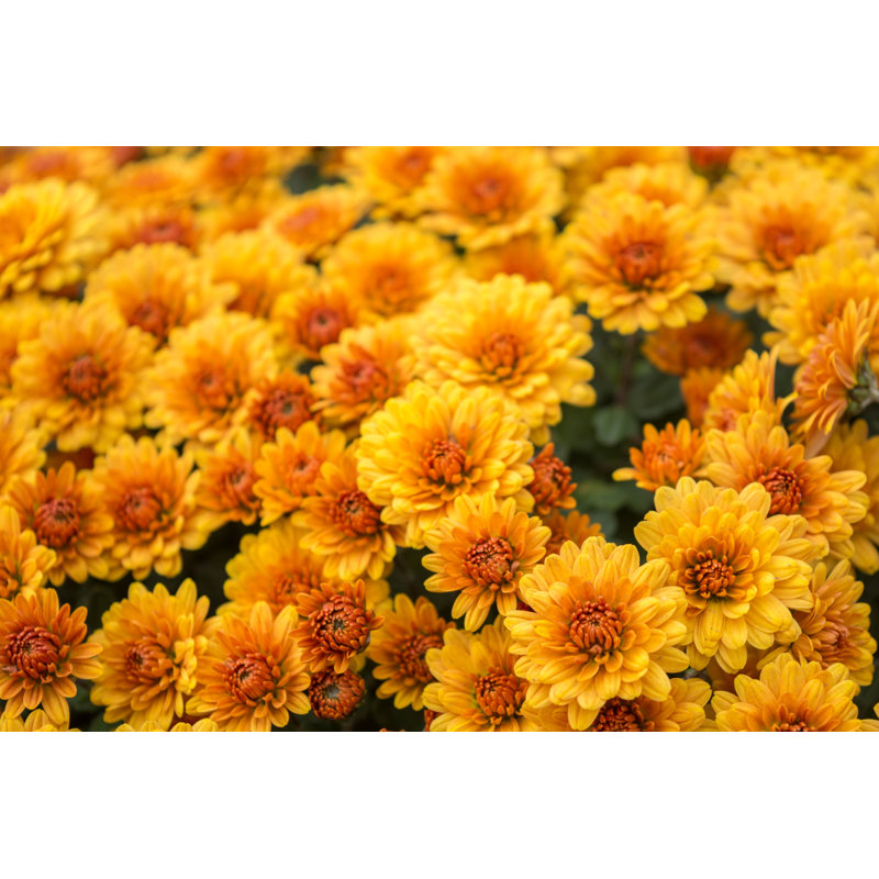 Beautiful Chrysanthemums - Photographie sur toile tendue, H 12 po x l 18 po
