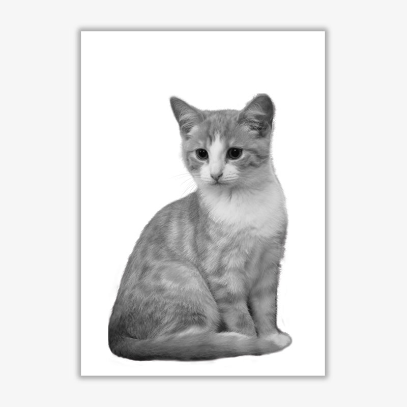 Cat - Print, No Frame, 42 cm H x 30 cm W x 1 cm D