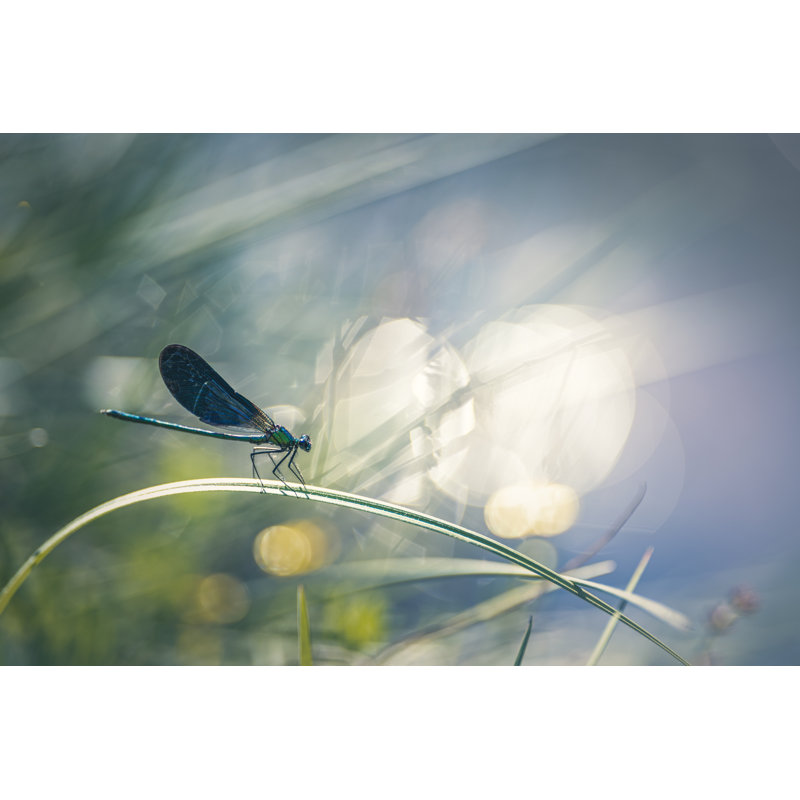 Damselfly Near The River by Marc Andreu - Wrapped Canvas Print, 20cm H x 30cm W