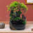 Abi-Louise Indoor Outdoor Waterfall Fountain with Lights