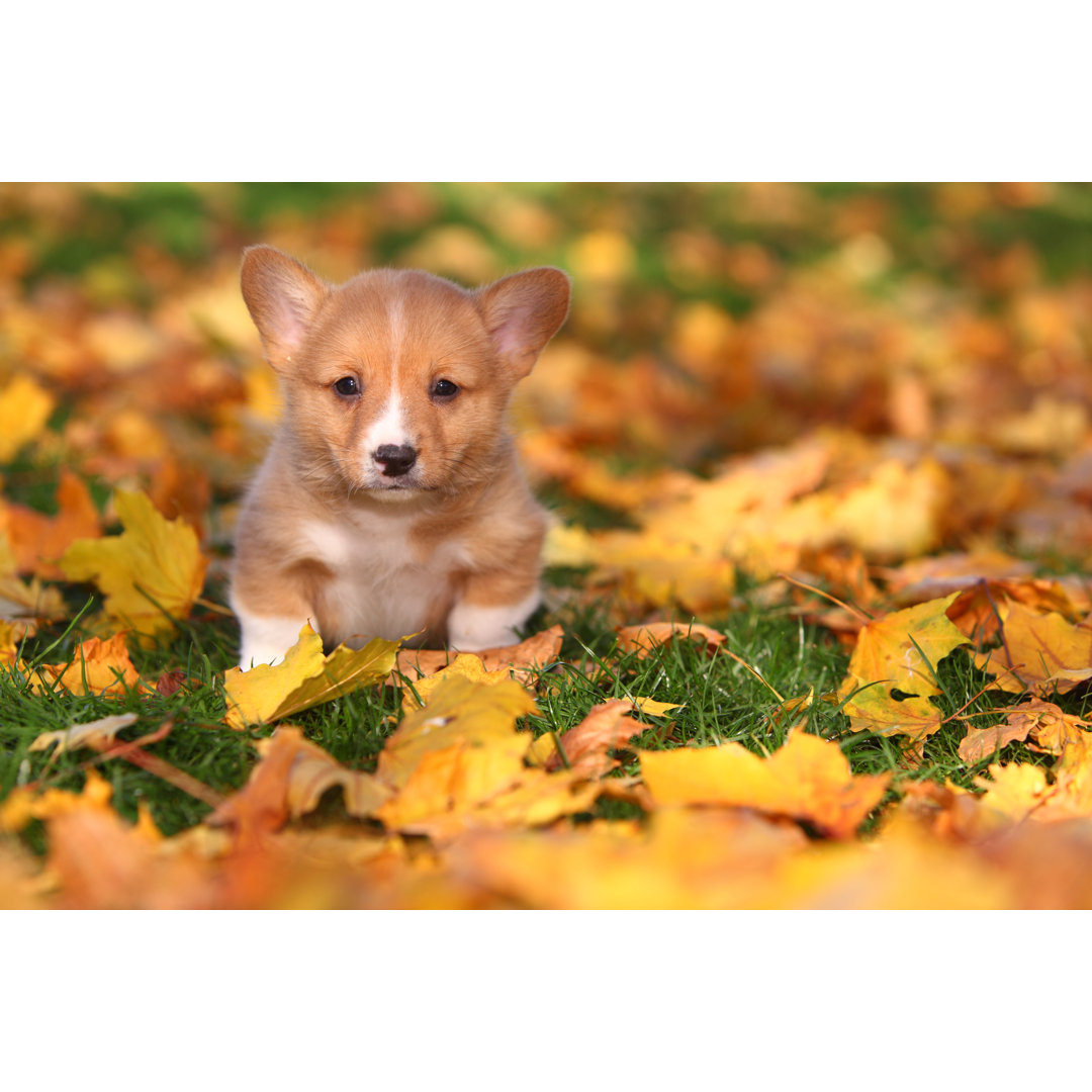 Leinwandbild Welsh Corgi Puppy in Autumn Leaves