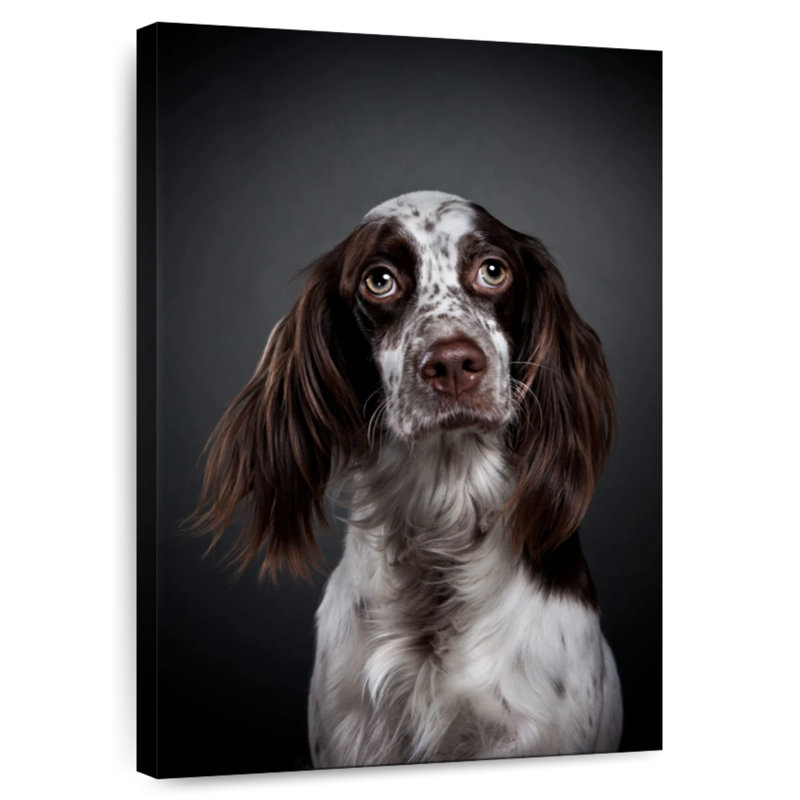 Adorable English Setter, 45" H x 30" W
