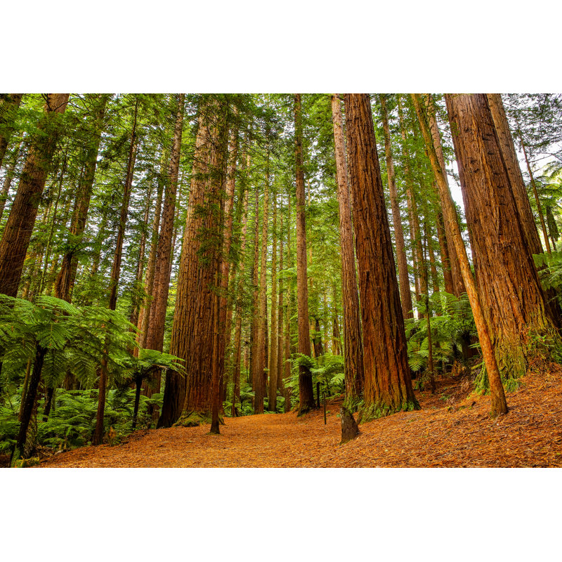 Redwoods Forest - Photographie sur toile tendue, H 8 po x l 12 po