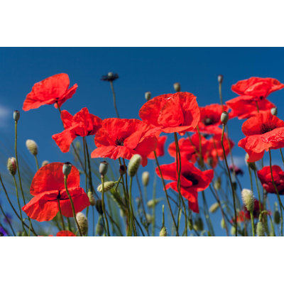 Red Meadow Poppies par Berenika - Photographie sur toile tendue