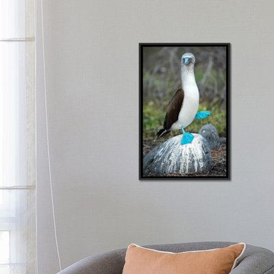 " Blue-Footed Booby Performing Foot-Lifting Courtship Display, Seymour Island, Galapagos Islands, Ecuador " by Tui De Roy