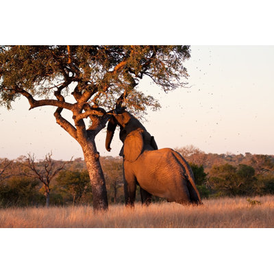 Elephant Push Marula Tree 1 Piece Wrapped Canvas Wall Art