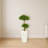 Bonsai Styled Podocarpus Artificial Tree in Planter
