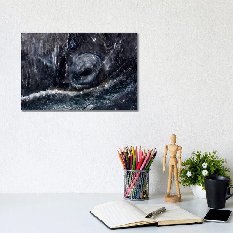 Whale Eye San Ignacio Lagoon Baja California Mexico by Hiroya Minakuchi - Wrapped Canvas Print, 20.32 cm H x 30.48 cm W