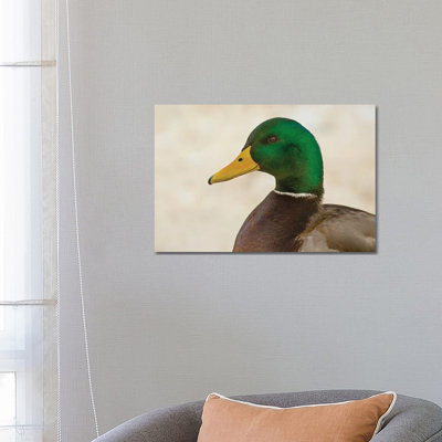 Drake Mallard Closeup by Louis Ruth - Wrapped Canvas Print