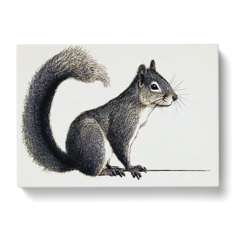 A Pleasant Squirrel - Wrapped Canvas, 40cm H x 60cm W x 3cm D