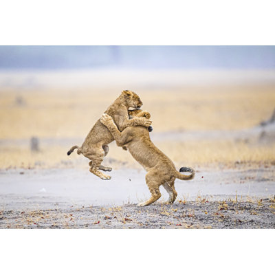 Young Lions Playing by Dennis Stogsdill - Wrapped Canvas Print