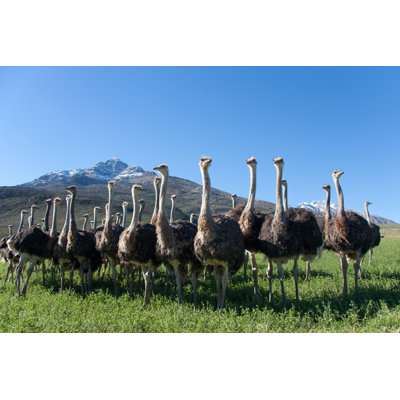 " Ostriches In South Africa "