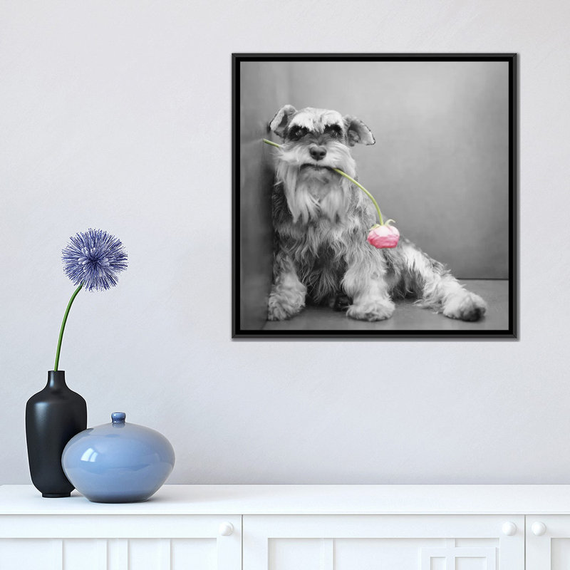 « ziggy », reproduction de photo sur toile tendue Rachael Hale, H 37 po x l 37 po x P 1,5 po, Toile avec cadre noir