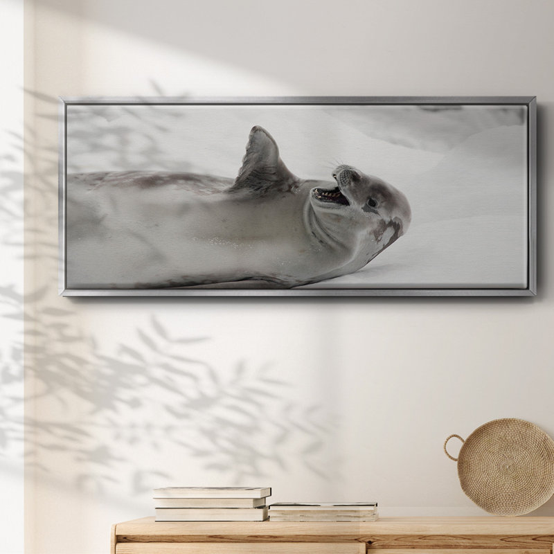 Laughing Seal- Framed Canvas