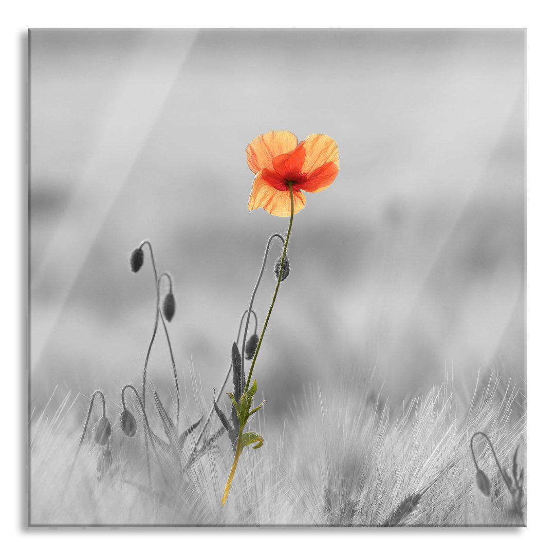 Glasbild Rote Mohnblume im Feld