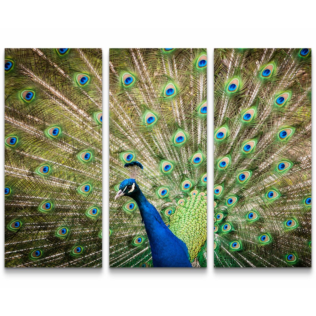 3-tlg. Leinwandbilder-Set Portrait eines Pfau