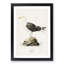 Great Black-Backed Gull by Von Wright - Picture Frame Painting Print-55735448-55735450