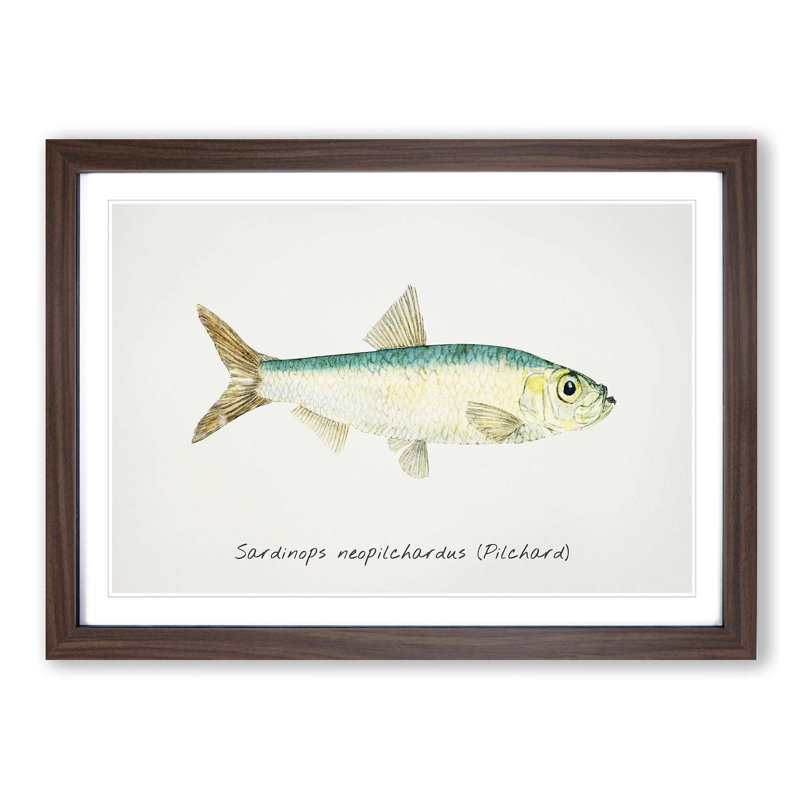 Illustration of a Pilchard by F.E. Clarke - Picture Frame Painting Print, Walnut Framed, 27cm H x 36cm W x 2cm D