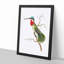 Stripe-Cheeked Hummingbird by George Shaw - Framed Print-55642222-55642225
