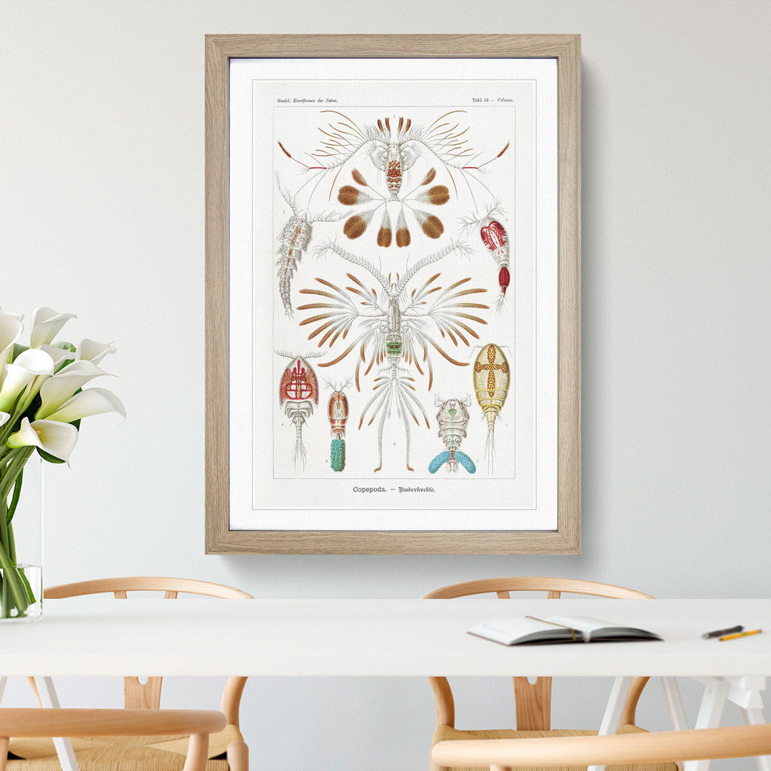 Copepod Crustaceans by Ernst Haeckel - Framed Print