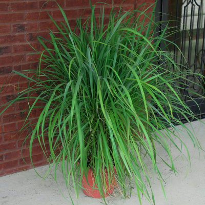 4 in. Lemon Grass (8-Pack)
