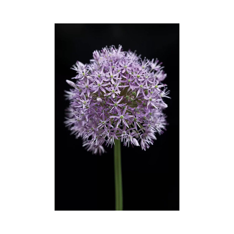Allium Flower by Assaf Frank - Wrapped Canvas Print, 66.04 cm H x 45.72 cm W x 3.175 cm D