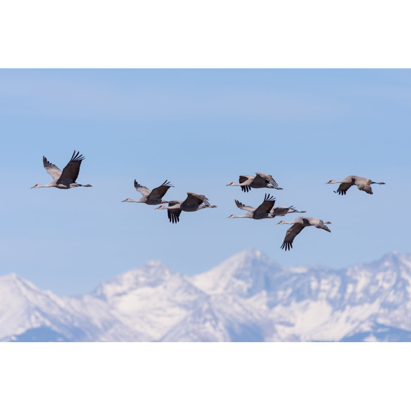 Greater Sandhill Cranes - Wrapped Canvas Print, 20cm H x 30cm W x 3.8cm D