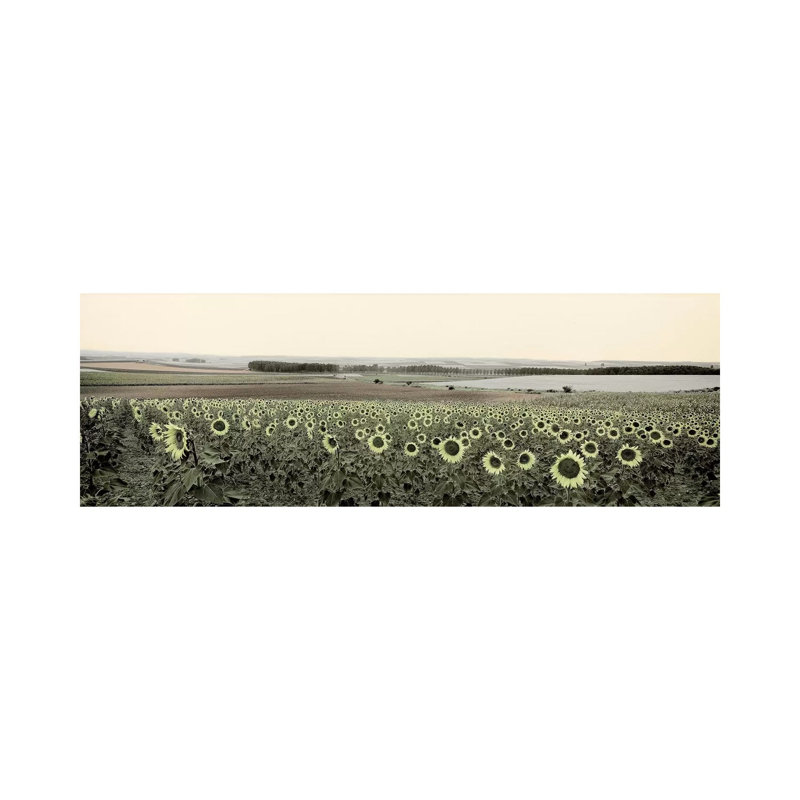 Andalusian Sun Flowers by Alan Blaustein - Wrapped Canvas Panoramic Painting, 30.48 cm H x 91.44 cm W x 1.91 cm D
