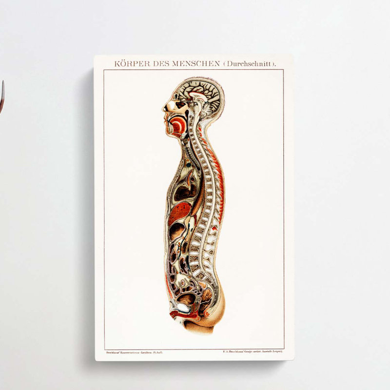Anatomy Of The Human Body - Wrapped Canvas Print, 60cm H x 40cm W x 3cm D