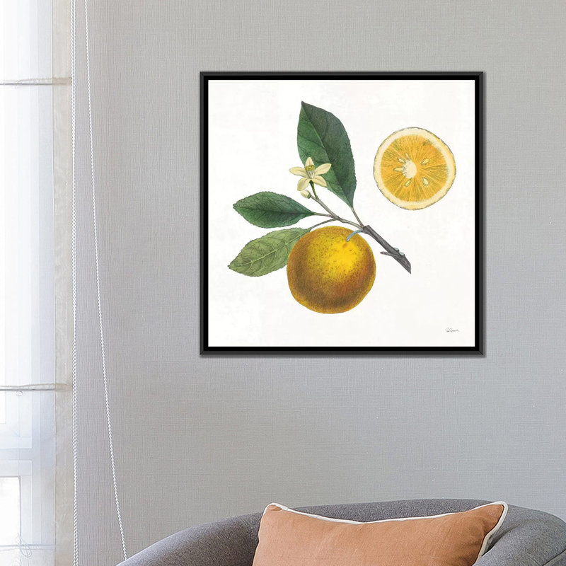 Classic Citrus II by Sue Schlabach - Gallery-Wrapped Canvas Giclée, 37" H x 37" W x 1.5" D, Black Framed Canvas, No Matte