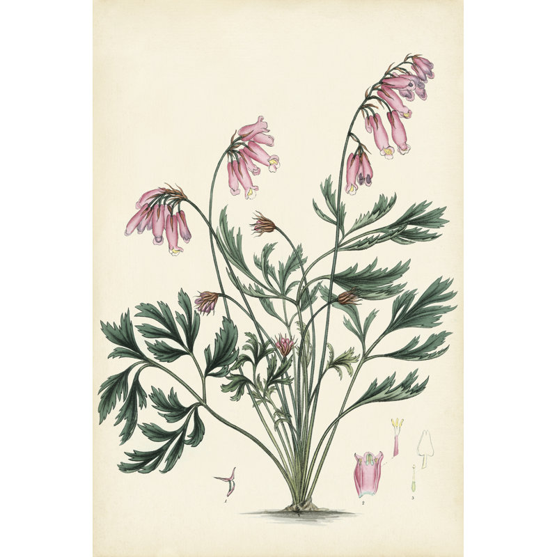 Splendors Of Botany VII - Wrapped Canvas Print, 122cm H x 81cm W x 3.8cm D