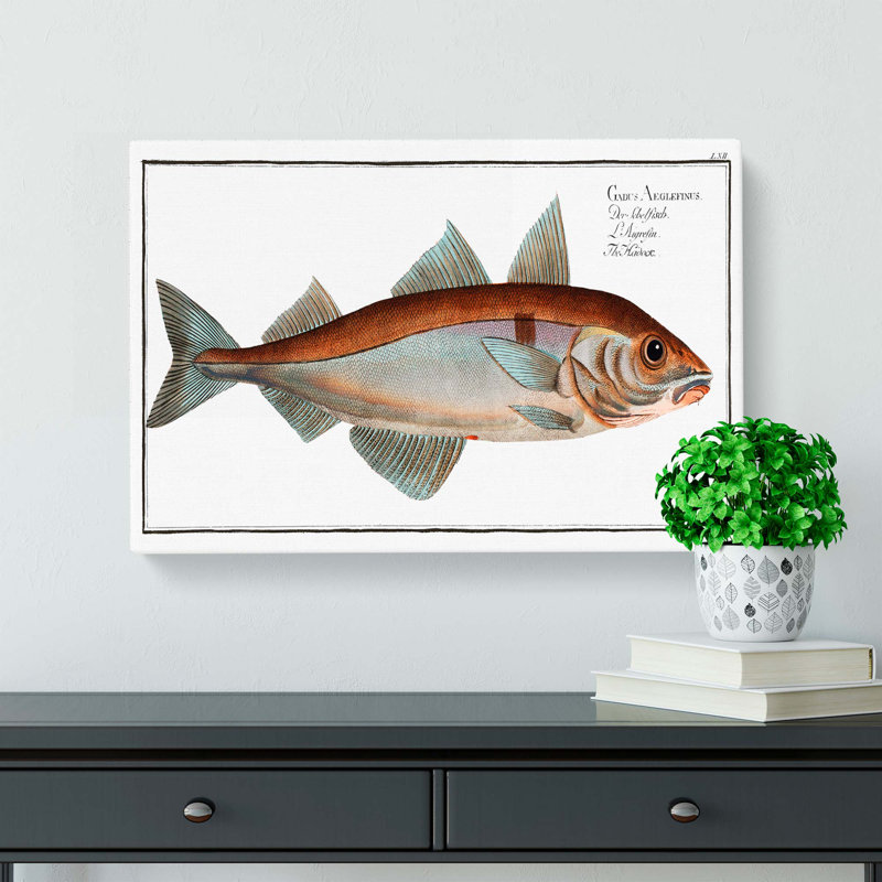 Haddock Fish by M.E. Bloch - Wrapped Canvas, 40cm H x 60cm W x 3cm D