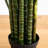 120'' Faux Palm Tree in Pot Liner