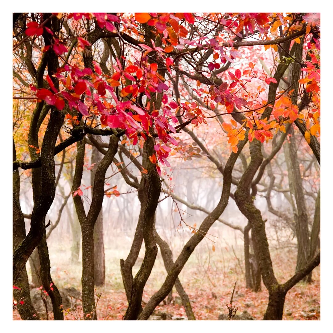 Matt Fototapete Japan im Herbst 1,92 m x 192 cm