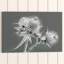 Thistle - Wrapped Canvas-19096601