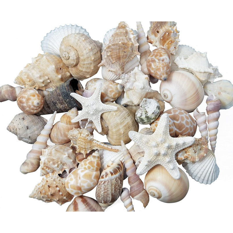 1 Lb Mixed White Tan Pink Medium Natural Shells, Decorative Vase Fillers for Wedding Beach Home Craft Classroom Decor