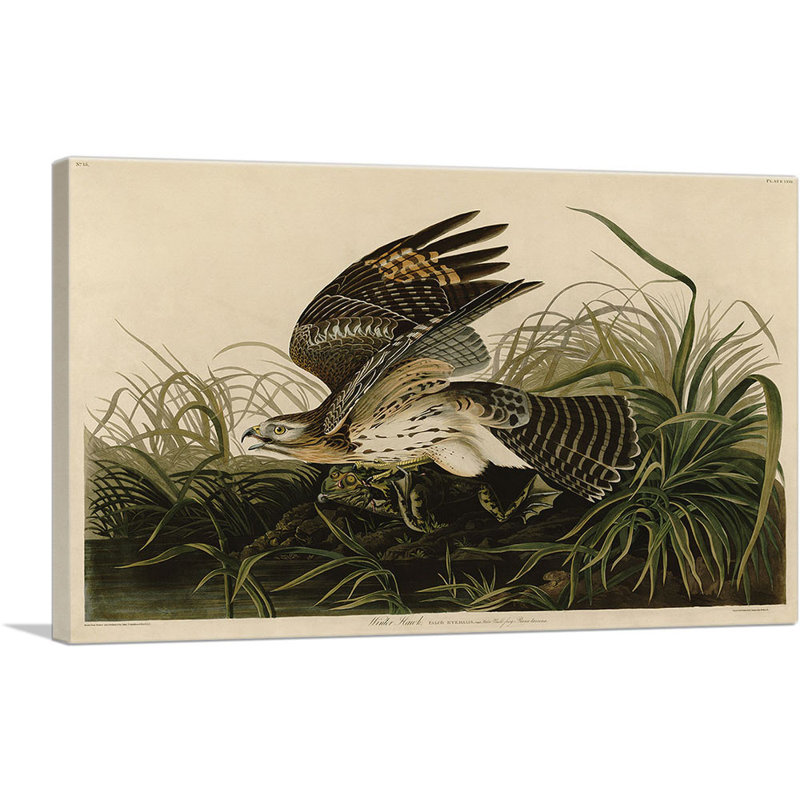 «Winter Hawk» par James Audubon, reproduction d'art sur toile tendue, H 18 po x l 26 po x P 1,5 po