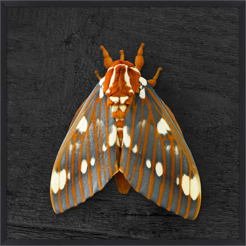 Regal Moth 2 Wall Art & Signage by Thom Filicia