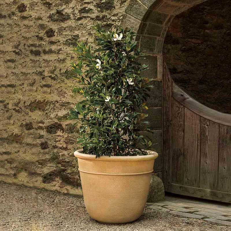 Carema Planter, XLG