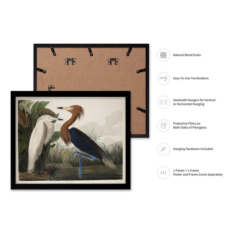 John James Audubon - Héron mauve, Black Framed, Poster, 24"H x 32"W