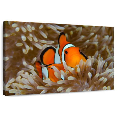 Bramem Wakatobi Anemonefish Pet