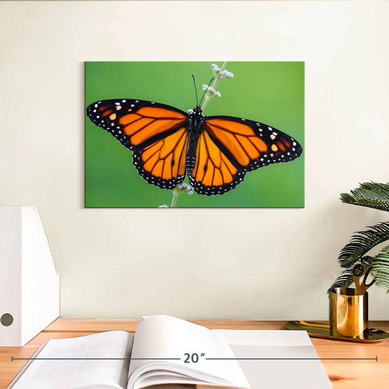 Joli papillon monarque